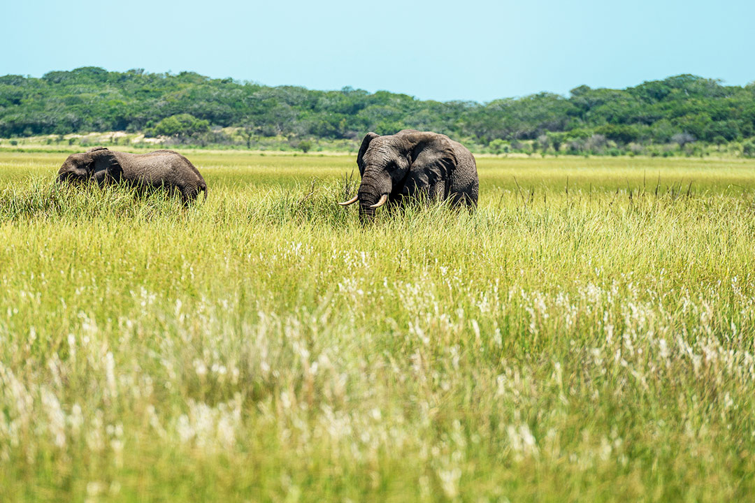 Elefantes - Reserva Especial Maputo