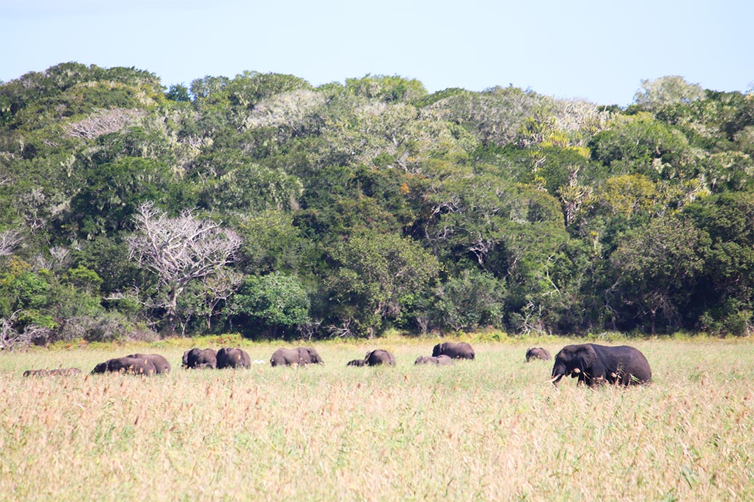 Elephants - Maputo National Park