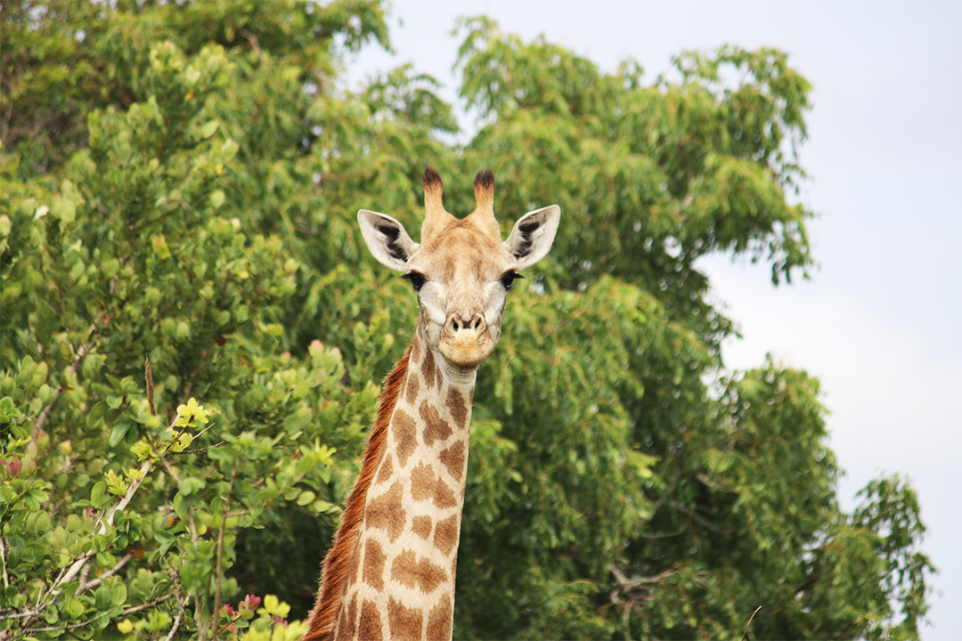 Giraffe - Maputo National Park