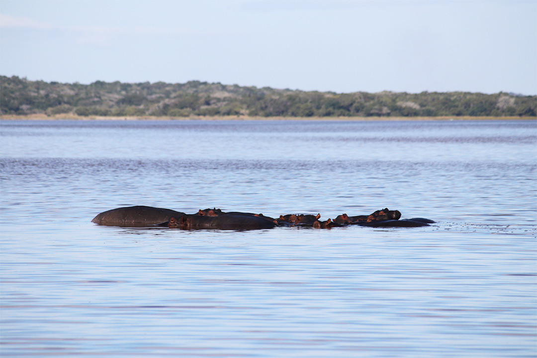 Hipopótamos - Parque Nacional de Maputo