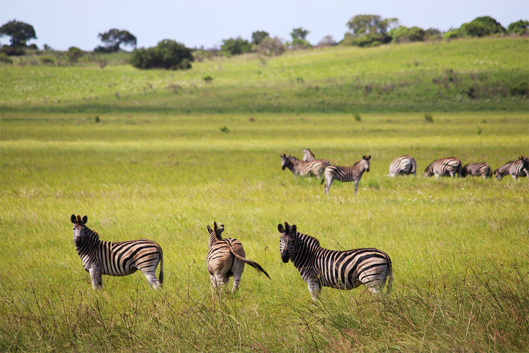 Zebras - Maputo National Park