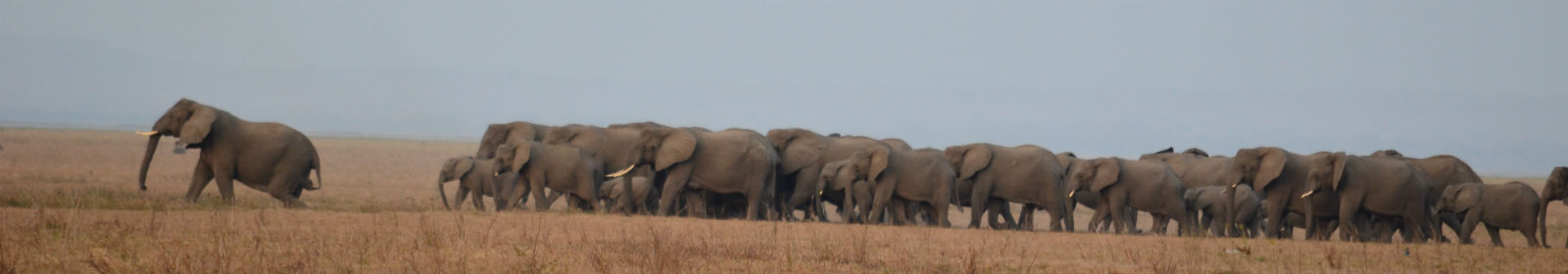 Gorongosa National Park