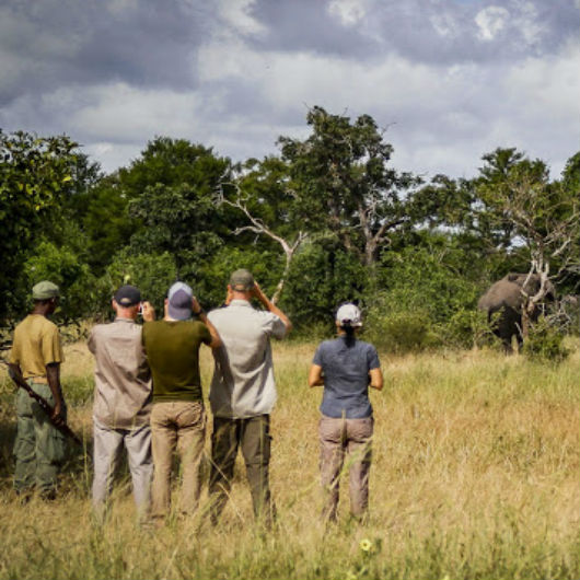 Walking Safari Walking Safari