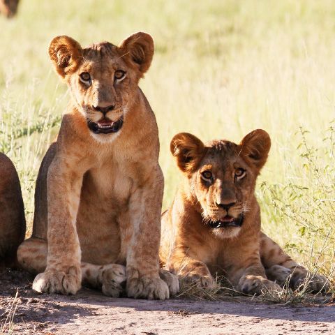 Gorongosa National Park