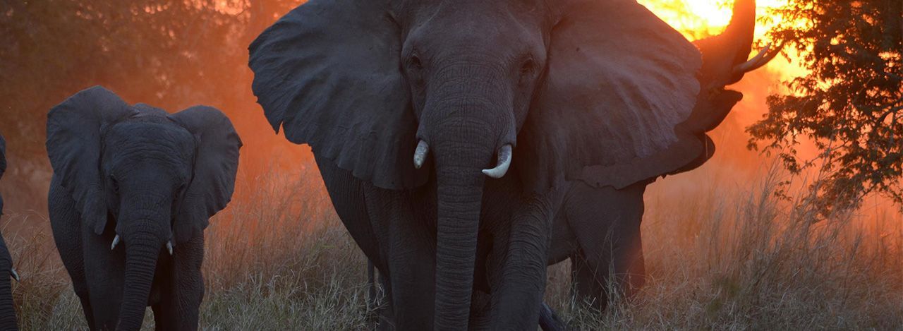 Parque Nacional da Gorongosa